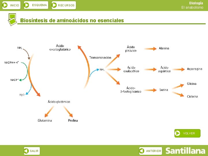 INICIO ESQUEMA Biología El anabolismo RECURSOS Biosíntesis de aminoácidos no esenciales VOLVER SALIR ANTERIOR