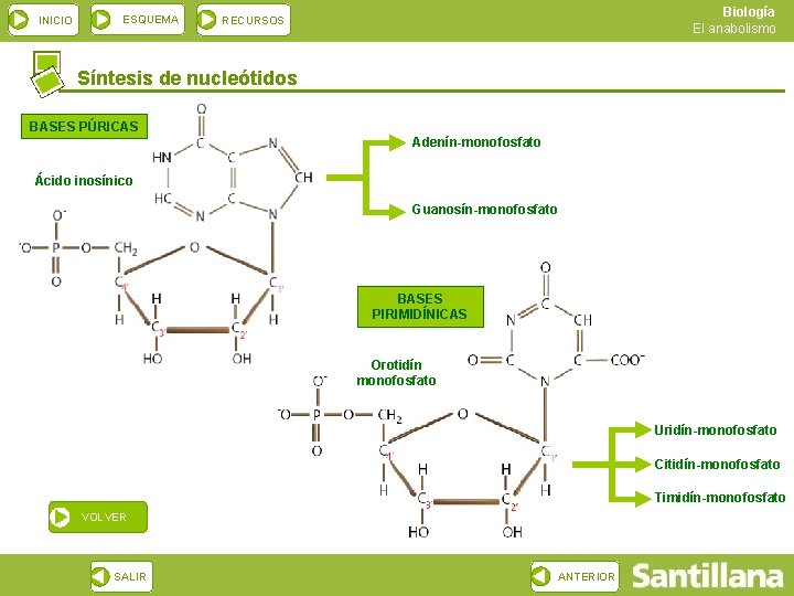 INICIO ESQUEMA Biología El anabolismo RECURSOS Síntesis de nucleótidos BASES PÚRICAS Adenín-monofosfato Ácido inosínico