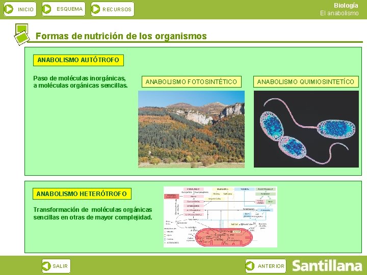 INICIO ESQUEMA Biología El anabolismo RECURSOS Formas de nutrición de los organismos ANABOLISMO AUTÓTROFO