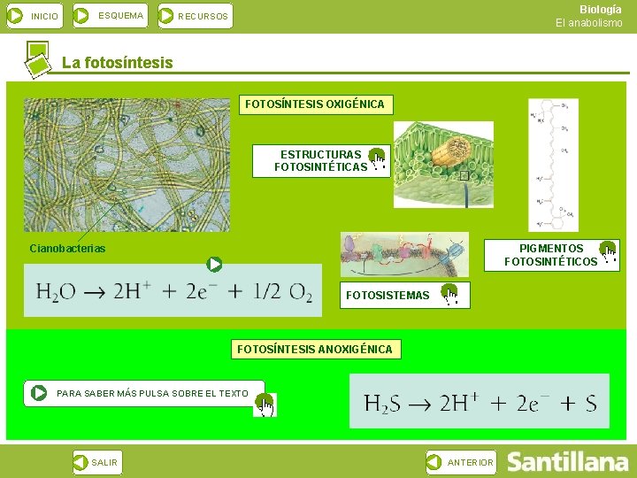 INICIO ESQUEMA Biología El anabolismo RECURSOS La fotosíntesis FOTOSÍNTESIS OXIGÉNICA ESTRUCTURAS FOTOSINTÉTICAS Cianobacterias PIGMENTOS