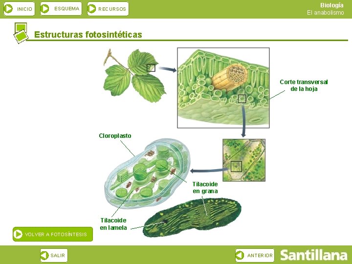 INICIO ESQUEMA Biología El anabolismo RECURSOS Estructuras fotosintéticas Corte transversal de la hoja Cloroplasto