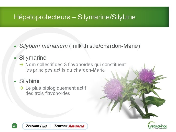 Hépatoprotecteurs – Silymarine/Silybine • Silybum marianum (milk thistle/chardon-Marie) • Silymarine à Nom collectif des