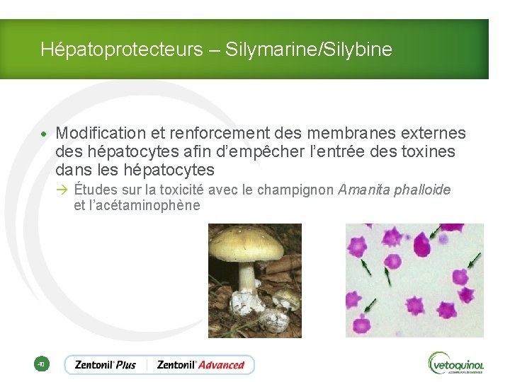 Hépatoprotecteurs – Silymarine/Silybine • Modification et renforcement des membranes externes des hépatocytes afin d’empêcher