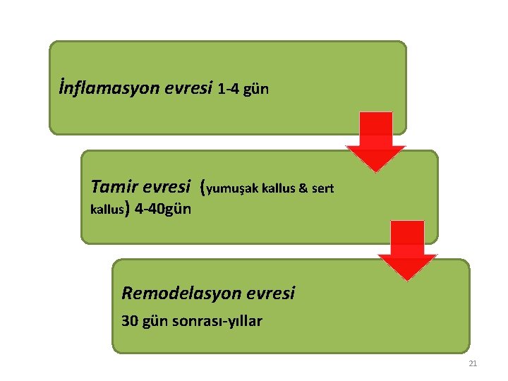 İnflamasyon evresi 1 -4 gün Tamir evresi (yumuşak kallus & sert kallus) 4 -40