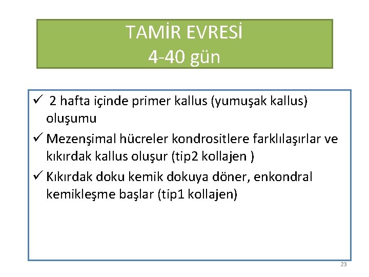 TAMİR EVRESİ 4 -40 gün ü 2 hafta içinde primer kallus (yumuşak kallus) oluşumu