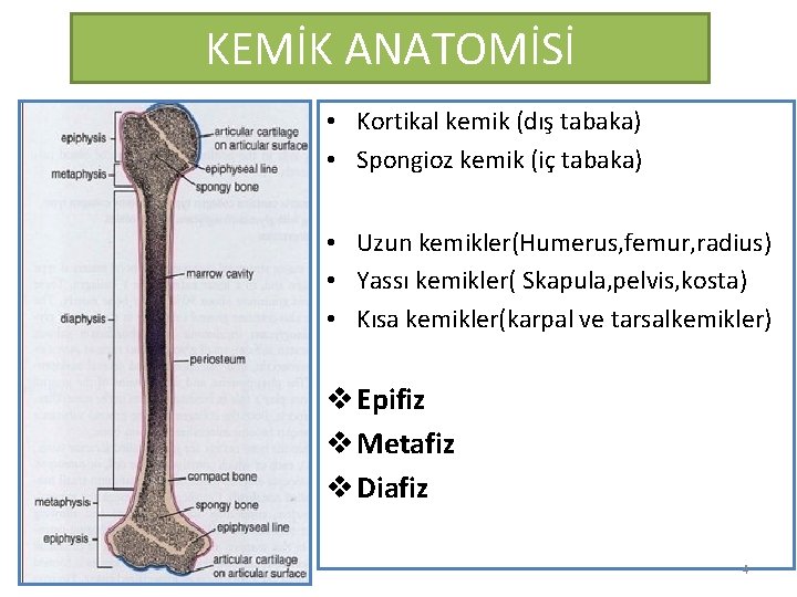 KEMİK ANATOMİSİ • Kortikal kemik (dış tabaka) • Spongioz kemik (iç tabaka) • Uzun