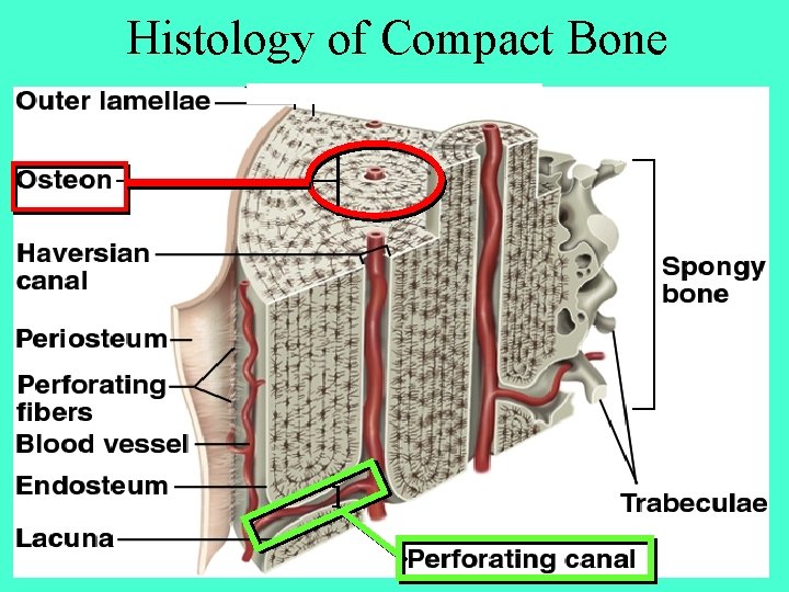 Histology of Compact Bone 