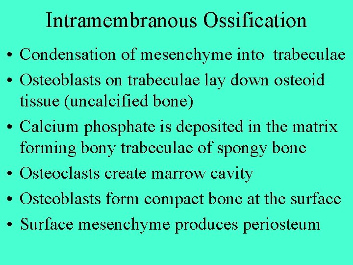 Intramembranous Ossification • Condensation of mesenchyme into trabeculae • Osteoblasts on trabeculae lay down