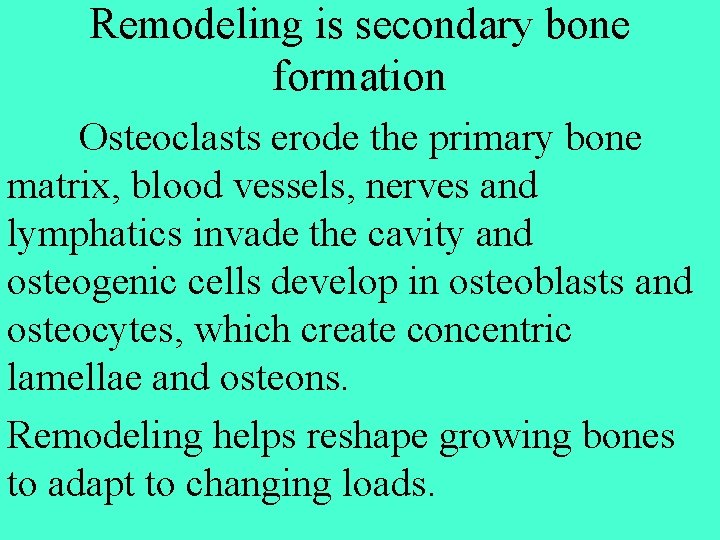 Remodeling is secondary bone formation Osteoclasts erode the primary bone matrix, blood vessels, nerves
