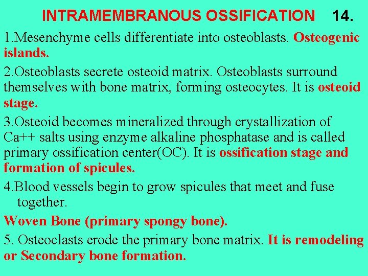 INTRAMEMBRANOUS OSSIFICATION 14. 1. Mesenchyme cells differentiate into osteoblasts. Osteogenic islands. 2. Osteoblasts secrete