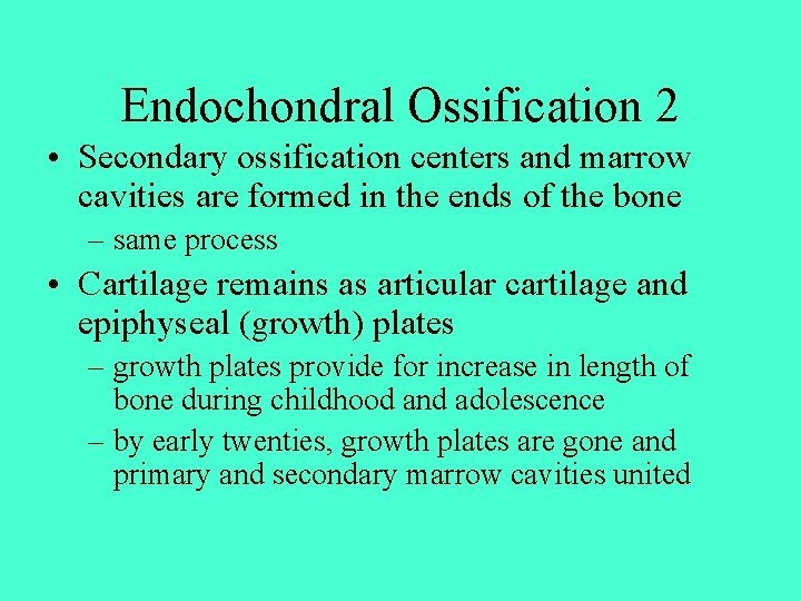 Endochondral Ossification 2 • Secondary ossification centers and marrow cavities are formed in the