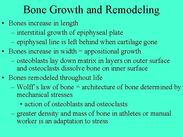 Bone Growth and Remodeling • Bones increase in length – interstitial growth of epiphyseal