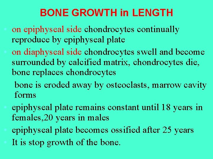 BONE GROWTH in LENGTH • on epiphyseal side chondrocytes continually reproduce by epiphyseal plate