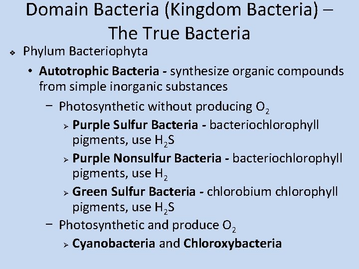 Domain Bacteria (Kingdom Bacteria) – The True Bacteria v Phylum Bacteriophyta • Autotrophic Bacteria