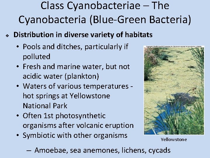 Class Cyanobacteriae – The Cyanobacteria (Blue-Green Bacteria) v Distribution in diverse variety of habitats