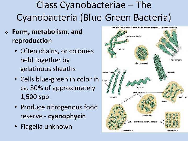 Class Cyanobacteriae – The Cyanobacteria (Blue-Green Bacteria) v Form, metabolism, and reproduction • Often