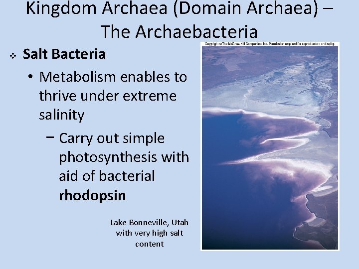 Kingdom Archaea (Domain Archaea) – The Archaebacteria v Salt Bacteria • Metabolism enables to
