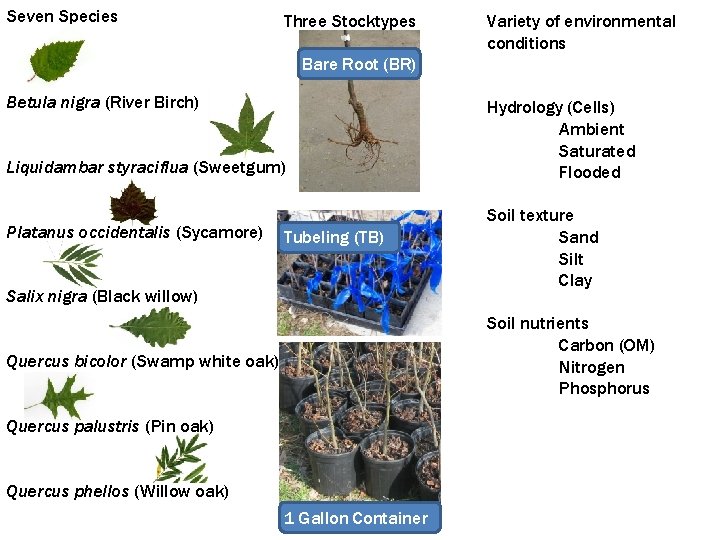 Seven Species Three Stocktypes Variety of environmental conditions Bare Root (BR) Betula nigra (River