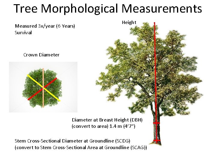Tree Morphological Measurements Measured 3 x/year (6 Years) Survival Height Crown Diameter at Breast