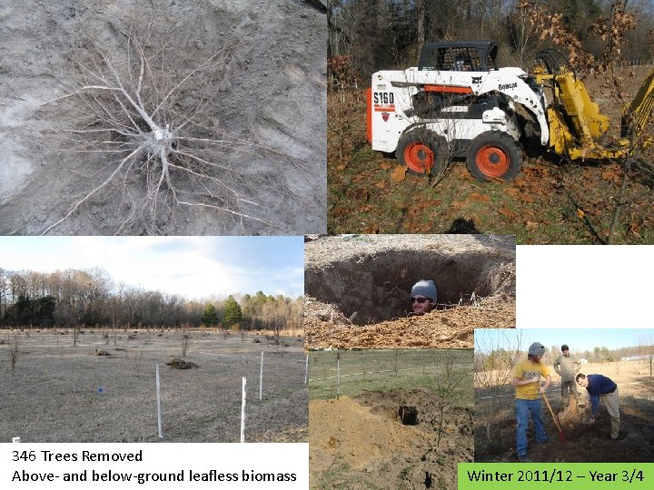 346 Trees Removed Above- and below-ground leafless biomass Winter 2011/12 – Year 3/4 