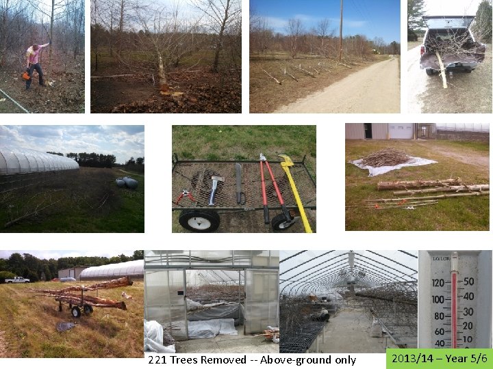 221 Trees Removed -- Above-ground only 2013/14 – Year 5/6 