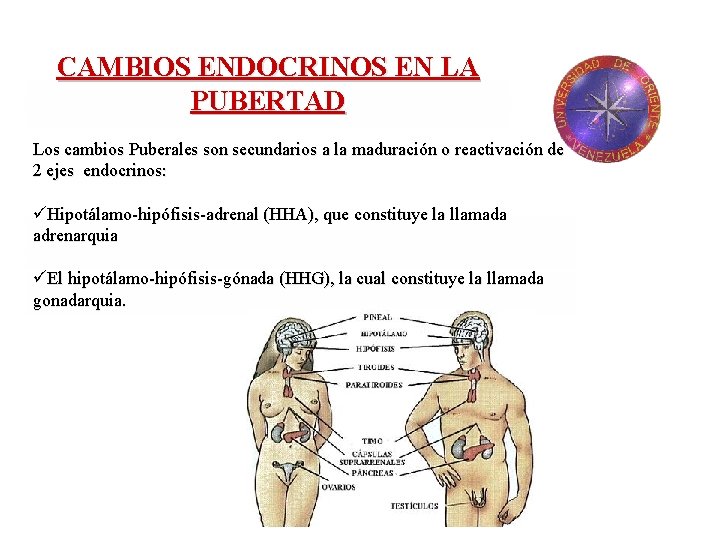 CAMBIOS ENDOCRINOS EN LA PUBERTAD Los cambios Puberales son secundarios a la maduración o