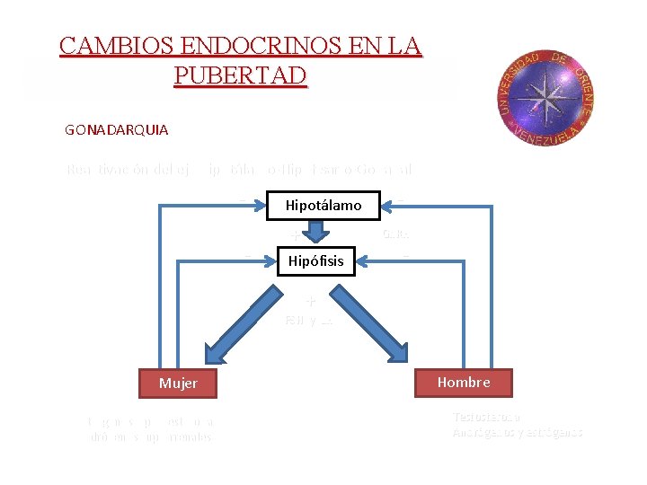 CAMBIOS ENDOCRINOS EN LA PUBERTAD GONADARQUIA Reactivación del eje hipotálamo-Hipofisario-Gonadal - Hipotálamo + Gn.