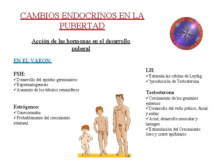 CAMBIOS ENDOCRINOS EN LA PUBERTAD Acción de las hormonas en el desarrollo puberal EN