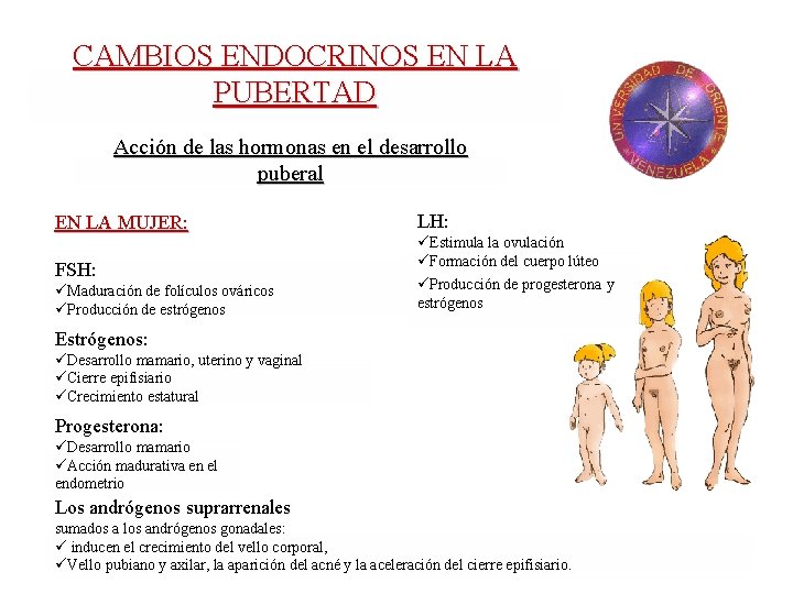 CAMBIOS ENDOCRINOS EN LA PUBERTAD Acción de las hormonas en el desarrollo puberal EN