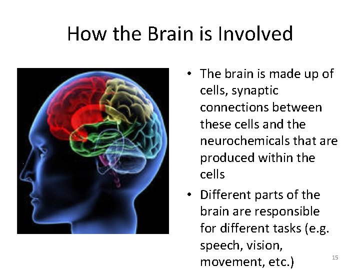 How the Brain is Involved • The brain is made up of cells, synaptic