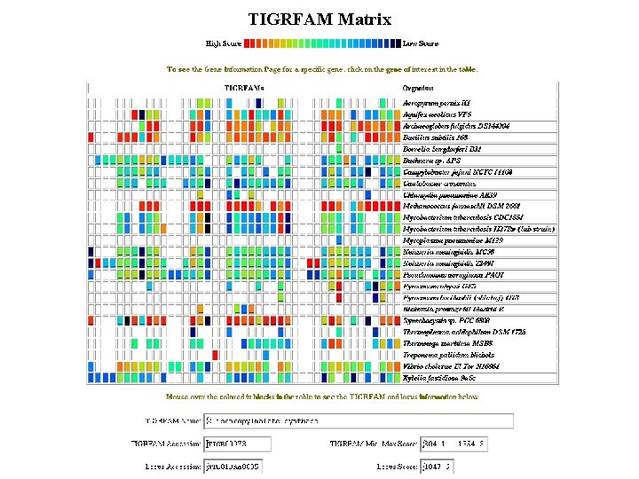 TIGRFAM Matrix 