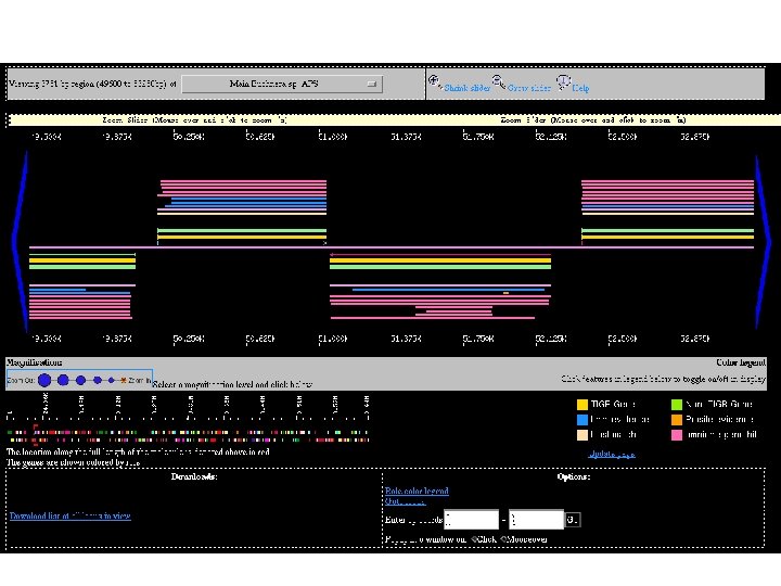 The Genome Browser: Linear Display of DNA Molecules 