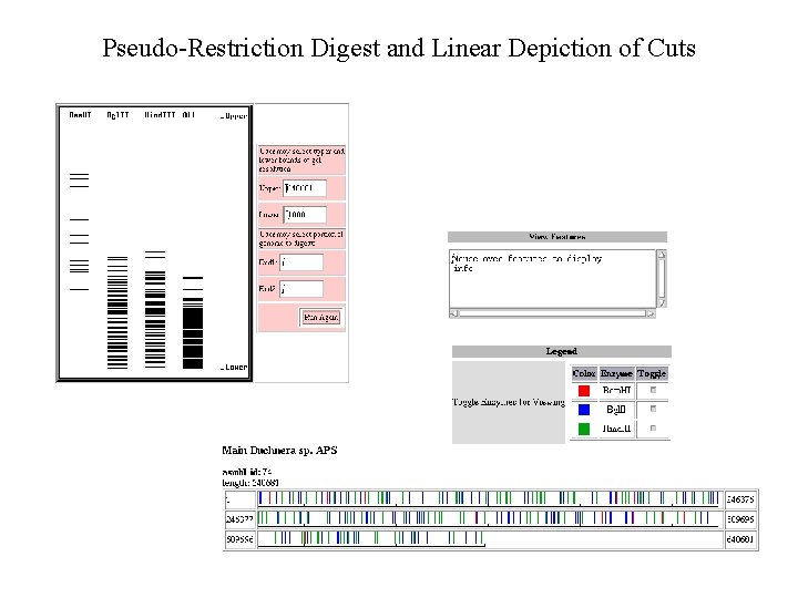 Pseudo-Restriction Digest and Linear Depiction of Cuts 