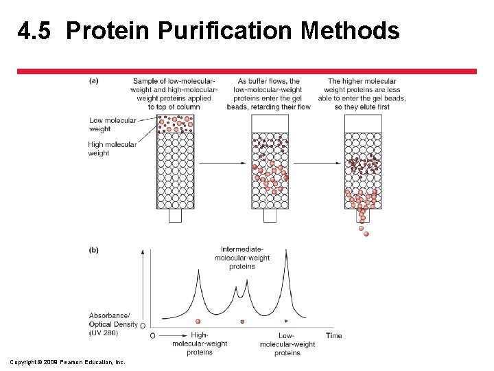 4. 5 Protein Purification Methods Copyright © 2009 Pearson Education, Inc. 