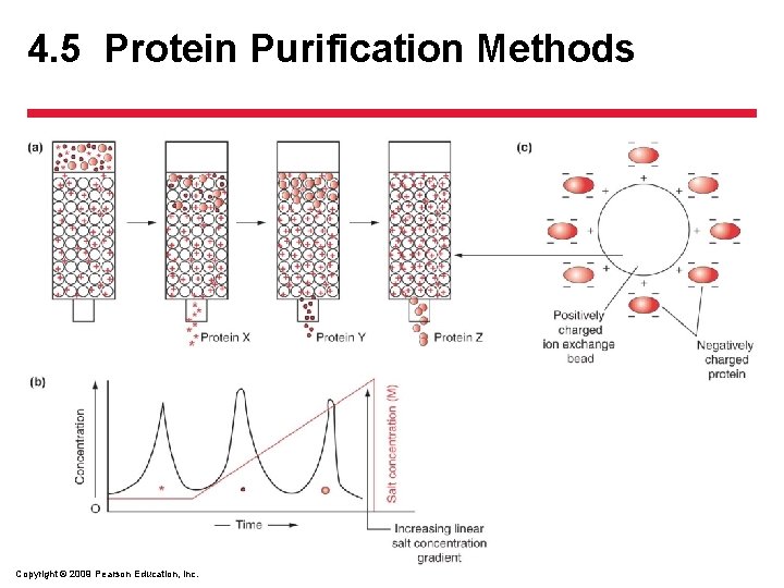 4. 5 Protein Purification Methods Copyright © 2009 Pearson Education, Inc. 