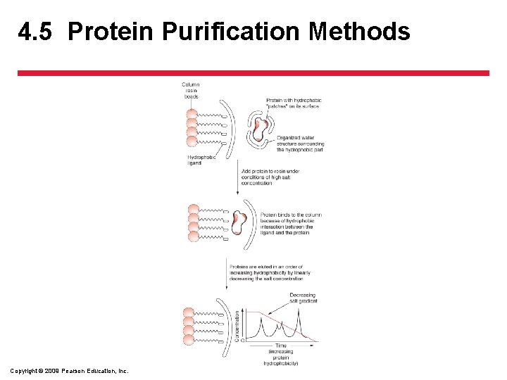 4. 5 Protein Purification Methods Copyright © 2009 Pearson Education, Inc. 