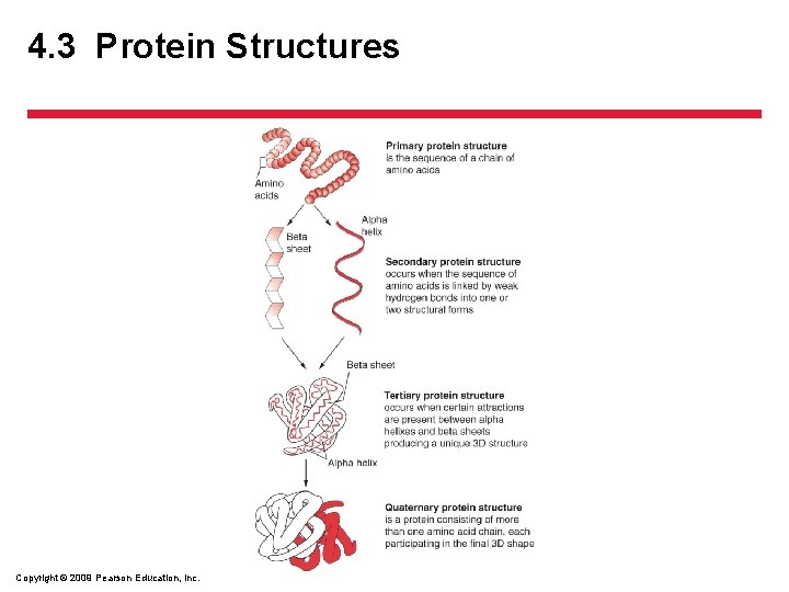 4. 3 Protein Structures Copyright © 2009 Pearson Education, Inc. 