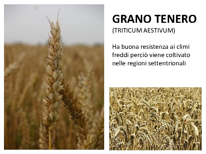 GRANO TENERO (TRITICUM AESTIVUM) Ha buona resistenza ai climi freddi perciò viene coltivato nelle