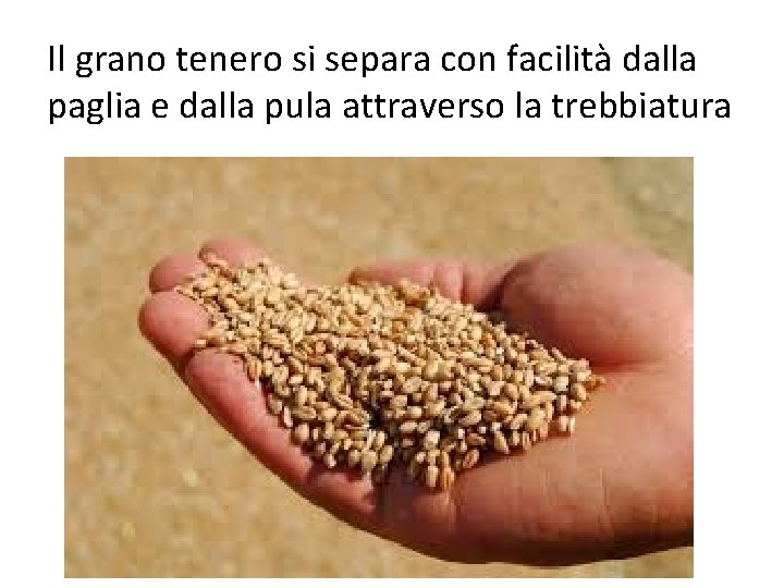 Il grano tenero si separa con facilità dalla paglia e dalla pula attraverso la