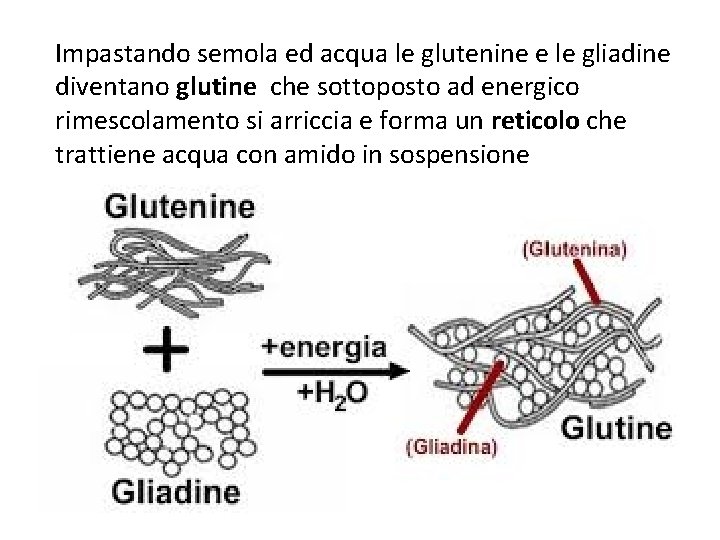 Impastando semola ed acqua le glutenine e le gliadine diventano glutine che sottoposto ad