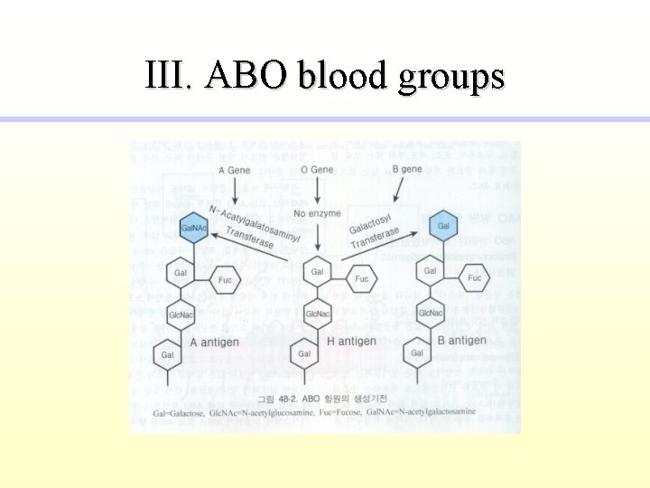 III. ABO blood groups 