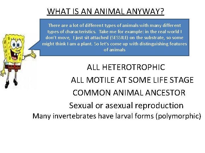 WHAT IS AN ANIMAL ANYWAY? There a lot of different types of animals with