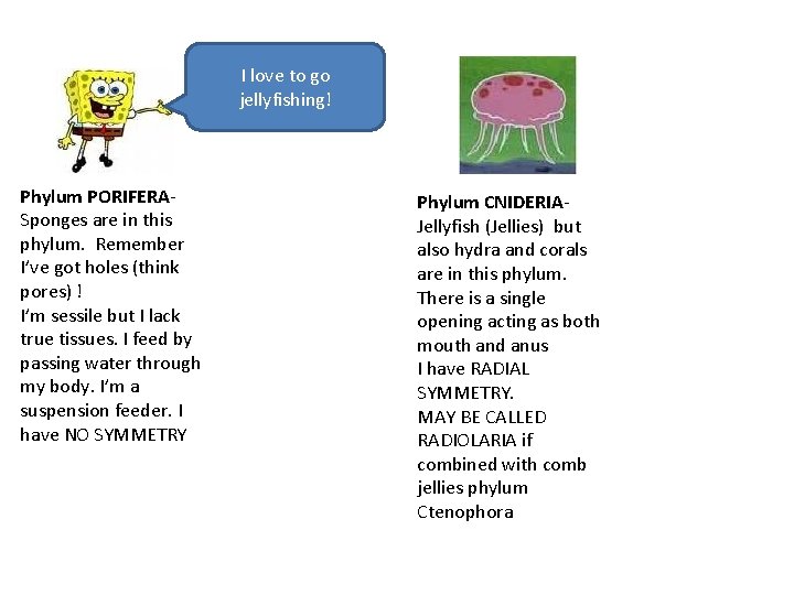 I love to go jellyfishing! Phylum PORIFERASponges are in this phylum. Remember I’ve got