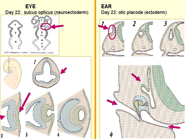 EYE Day 22: sulcus opticus (neuroectoderm) EAR Day 22: otic placode (ectoderm) 2 