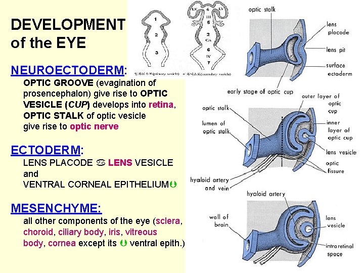 DEVELOPMENT of the EYE NEUROECTODERM: OPTIC GROOVE (evagination of prosencephalon) give rise to OPTIC