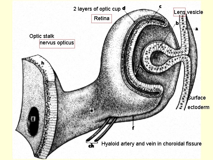 2 layers of optic cup Lens vesicle Retina Optic stalk nervus opticus Surface ectoderm