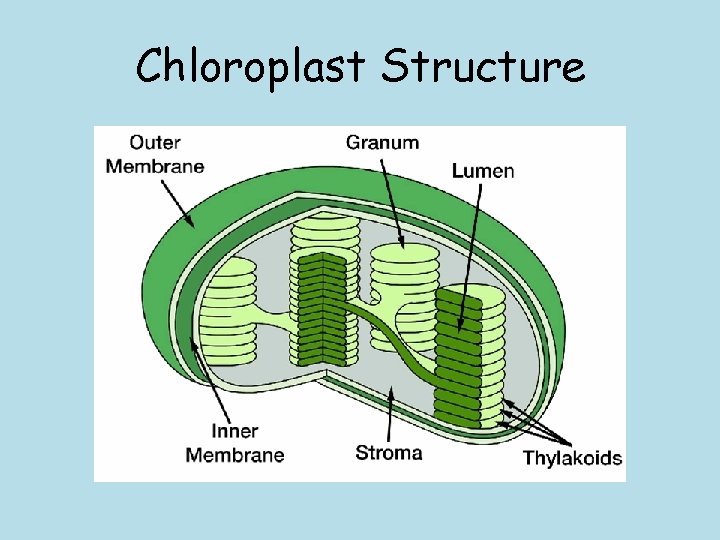 Chloroplast Structure 