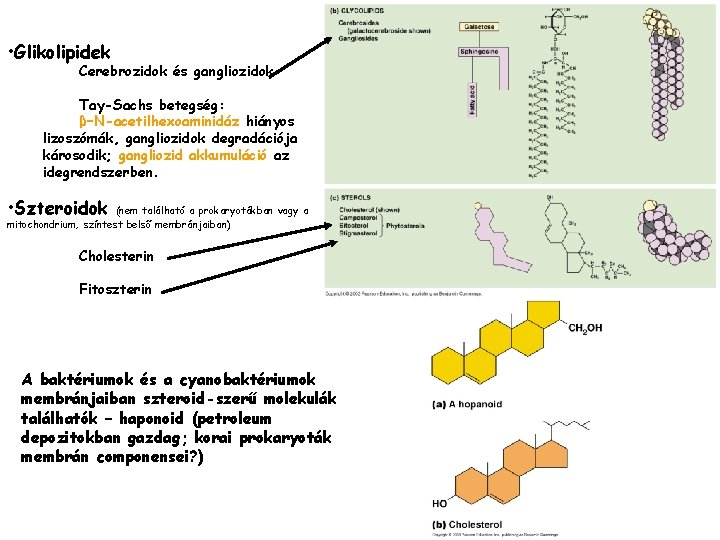  • Glikolipidek Cerebrozidok és gangliozidok Tay-Sachs betegség: β–N-acetilhexoaminidáz hiányos lizoszómák, gangliozidok degradációja károsodik;