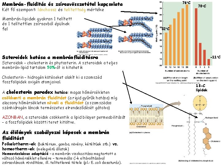 76 o. C Membrán-fluiditás és zsírsavösszetétel kapcsolata Két fő szempont: lánchossz és telítettség mértéke