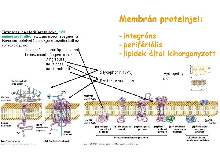 Membrán proteinjei: Integráns membrán proteinek: ~20 aminosavból álló, transzmembrán szegmentum. Nehezen izolálható detergens kezelés